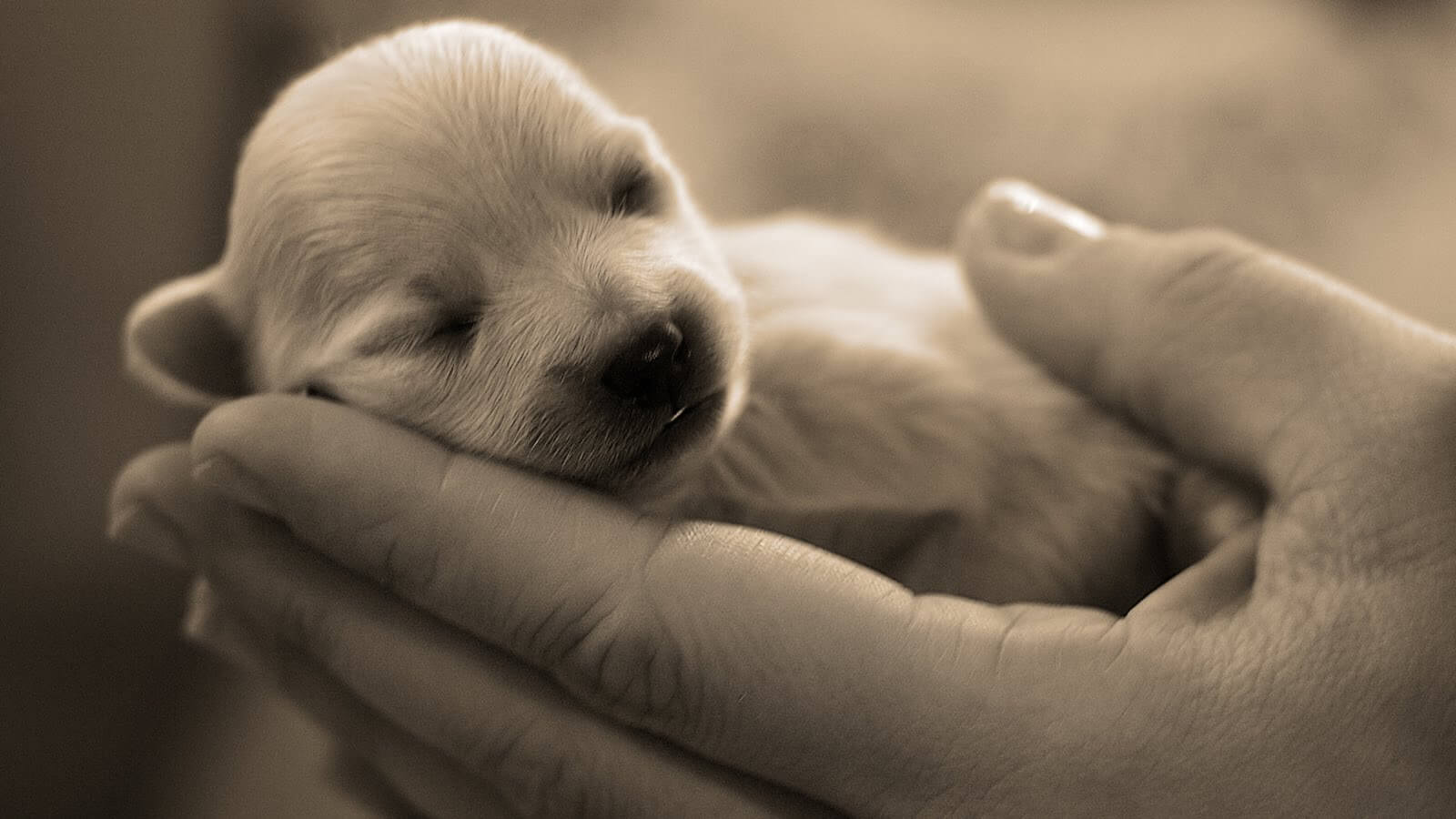 animals-pictures-cute-dog-at-hands