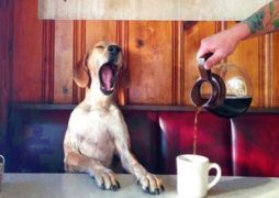 Animals Coffee Dog Funny Favim.com 3504123 254x180