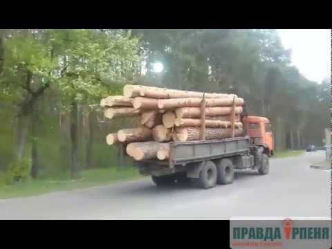 Київ продовжує знищувати Біличанський ліс